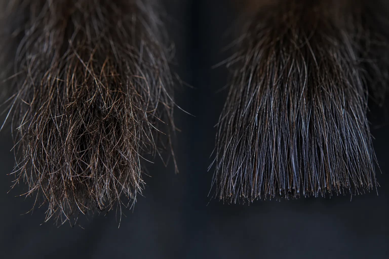 Macro comparison of long beard hair tips showing frizzy split ends before dusting on the left and clean, blunt beard tips after dusting on the right.