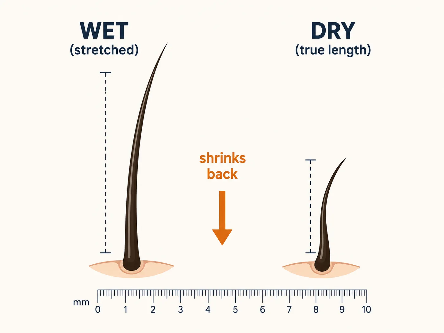 Instructional diagram comparing a wet stretched beard hair with a dry relaxed strand, showing beard hairs shrink back to their true length after drying for more accurate trimming.