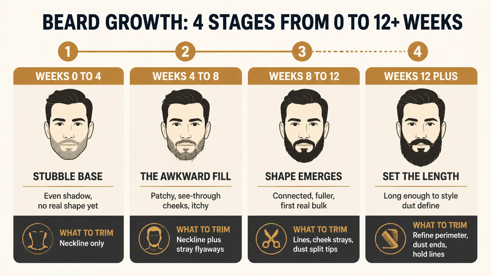 Timeline infographic showing four beard growth stages from weeks 0–12+, what each stage looks like, and what to trim, including neckline, flyaways, cheek lines, and split ends.